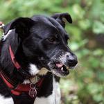 Ontinyent tiene 163 perros de razas peligrosas sin licencia