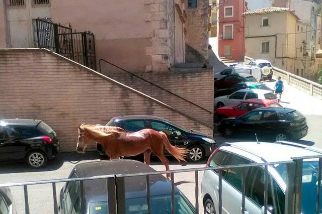 La Policía de Bocairent captura un cavall escapat